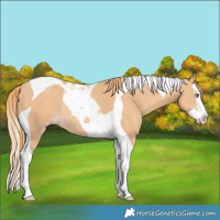 Horse Color:Gold Champagne Splash Tobiano Rabicano 