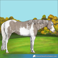Horse Color:Silver Grullo Sabino Splash Tobiano 