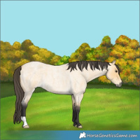 Horse Color:Buckskin Roan 