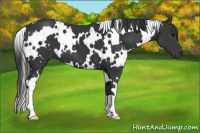 Horse Color:White Spotted Black