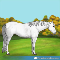 Horse Color:Gray Grullo Tobiano 