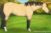 Horse Color:Buckskin 