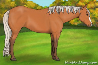 Horse Color:Silver Bay 