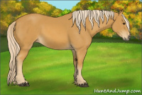 Horse Color:Palomino 