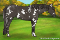 Horse Color:White Spotted Smoky Black 