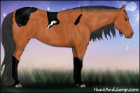 Horse Color:ERROR: UNKNOWN ANOMALY