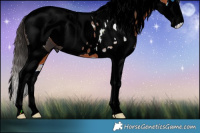 Horse Color:ERROR: UNKNOWN ANOMALY