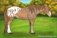 Horse Color:Chestnut Appaloosa 