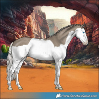 Horse Color:Silver Smoky Grullo Splash 