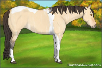 Horse Color:Buckskin Ice Dun Tobiano 