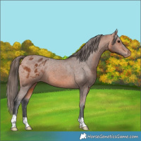 Horse Color:Bay Appaloosa 