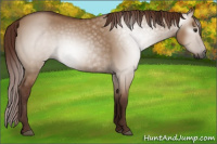 Horse Color:Gray Red Dun