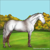 Horse Color:Gray Chestnut 