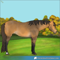 Horse Color:Buckskin 