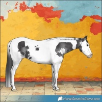 Horse Color:Black Splash Tobiano 