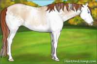 Horse Color:Gray White Spotted Amber Cream Champagne Roan Pearl Splash Appaloosa Rabicano 