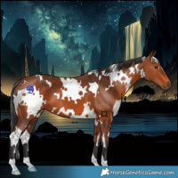 Horse Color:White Spotted Bay 