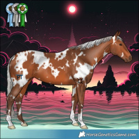 Horse Color:White Spotted Silver Bay 