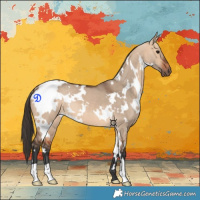 Horse Color:White Spotted Bay Dun