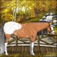 Horse Color:Bay Splash Appaloosa 