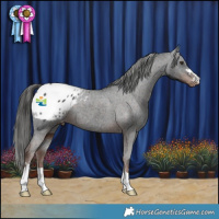 Horse Color:Liver Chestnut Appaloosa 