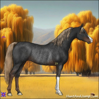 Horse Color:Liver Chestnut Rabicano 