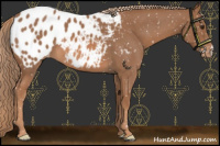 Horse Color:Red Roan Appaloosa