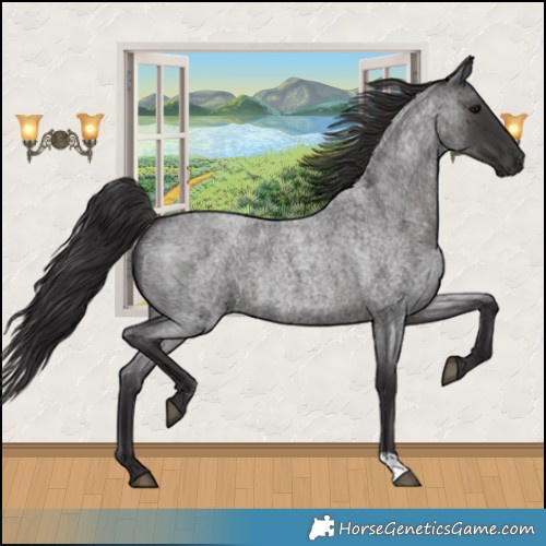 Horse Color:Smoky Blue Roan