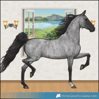 Horse Color:Smoky Blue Roan 