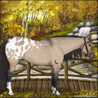 Horse Color:Brown Roan Dun Appaloosa 