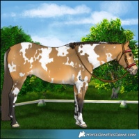 Horse Color:White Spotted Buckskin