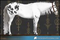 Horse Color:White Spotted Black Blanket 