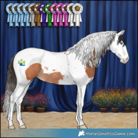 Horse Color:Bay Splash Tobiano Rabicano 