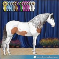 Horse Color:Bay Splash Tobiano Rabicano
