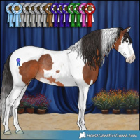 Horse Color:Brown Splash Tobiano Rabicano