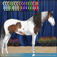 Horse Color:Brown Splash Tobiano Rabicano