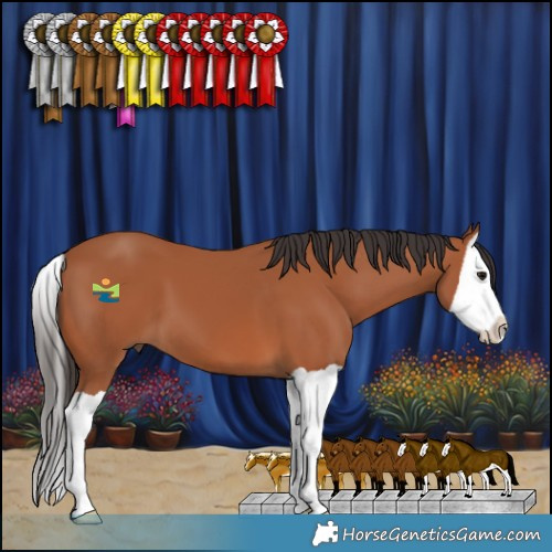 Horse Color:Bay Splash 