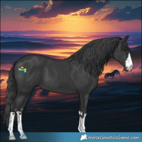 Horse Color:Black 