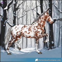 Horse Color:Silver Brown Appaloosa 