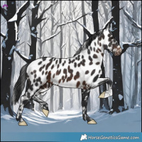 Horse Color:Brown Appaloosa 