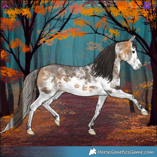 Horse Color:White Spotted Buckskin Splash 