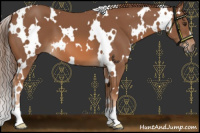 Horse Color:White Spotted Chestnut 