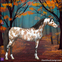 Horse Color:Buckskin Roan Leopard 