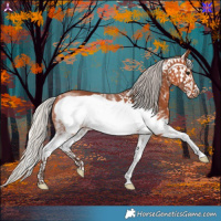 Horse Color:White Spotted Silver Bay Frame Rabicano
