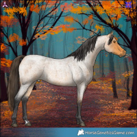 Horse Color:Buckskin Roan 