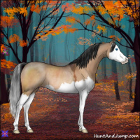 Horse Color:Bay Dun Splash Rabicano
