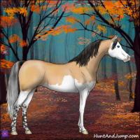 Horse Color:Bay Dun Splash 