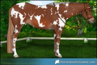 Horse Color:White Spotted Chestnut 