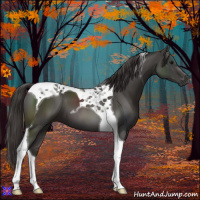 Horse Color:Smoky Black Tobiano 