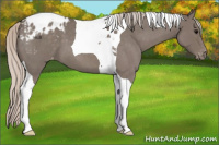Horse Color:Silver Blue Roan Tobiano Appaloosa 